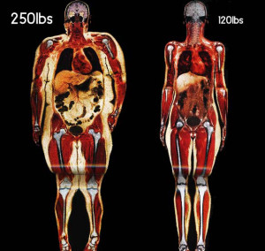 More muscle less fat diagram